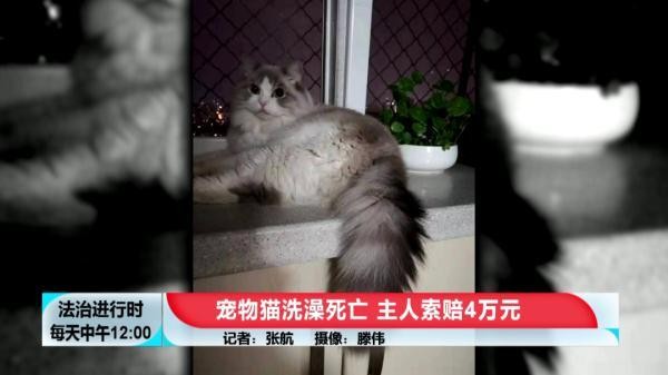 花600元给猫洗澡+SPA然后猫死了