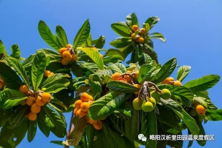 这个福利一定要赢！泡温泉 免费吃枇杷 “渔王”大礼…想想都心动~